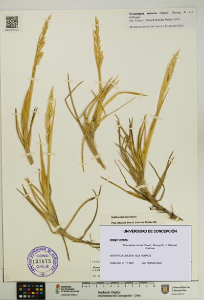 Nicoraepoa robusta [Espécimen: UDEC:CONC:0137673]