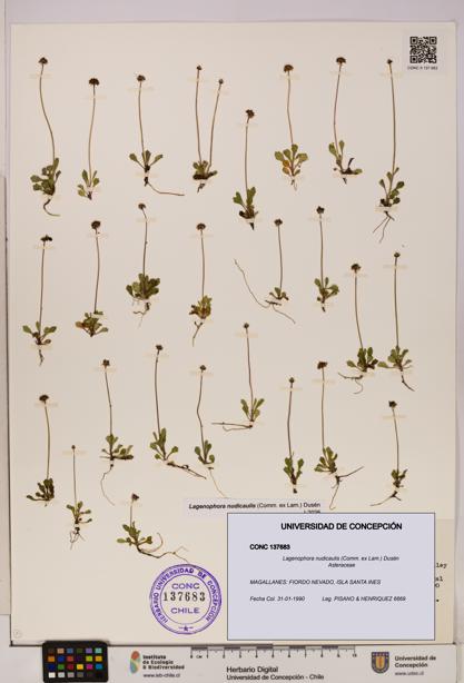 Lagenophora nudicaulis [Espécimen: ]