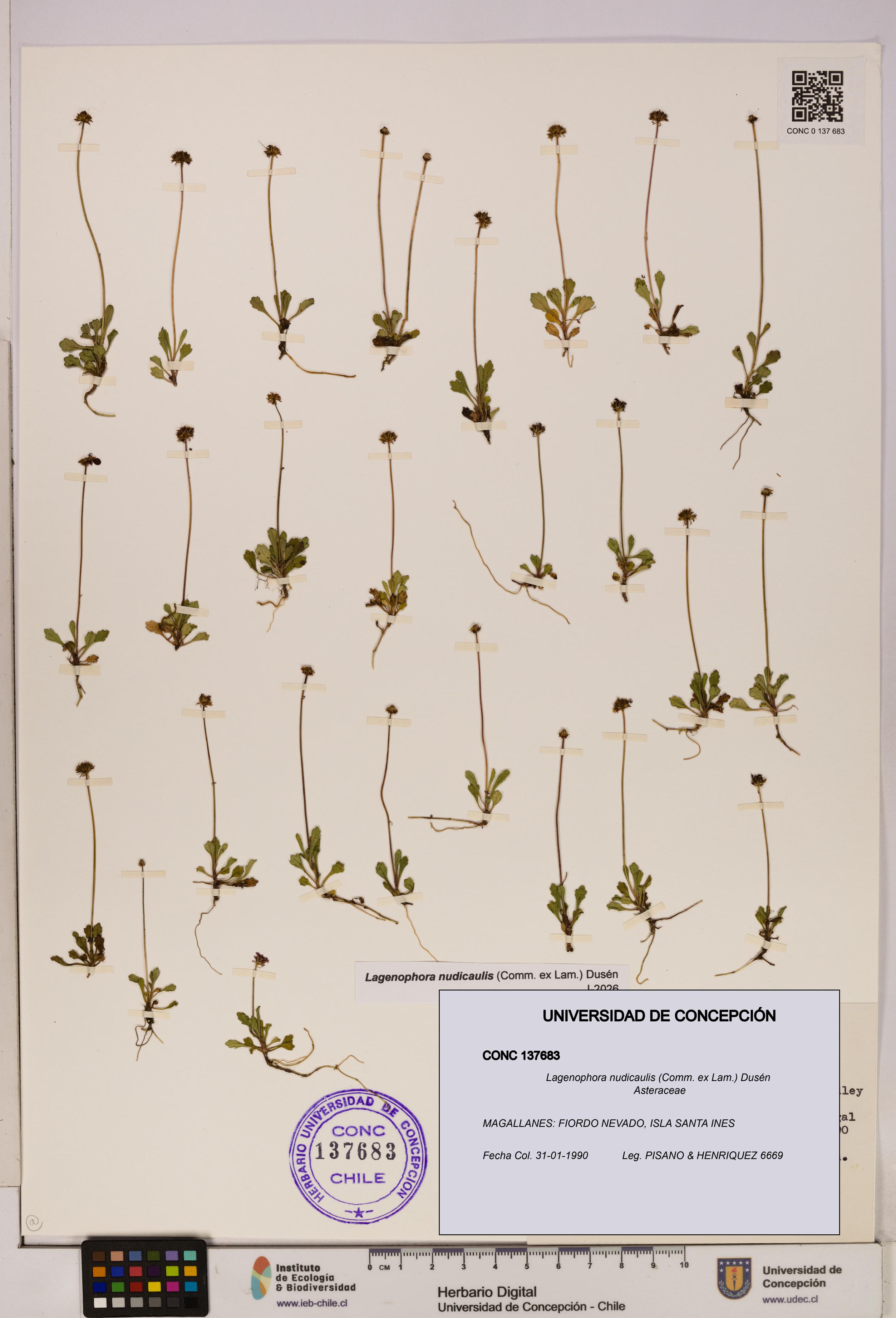 Lagenophora nudicaulis [Espécimen: ]