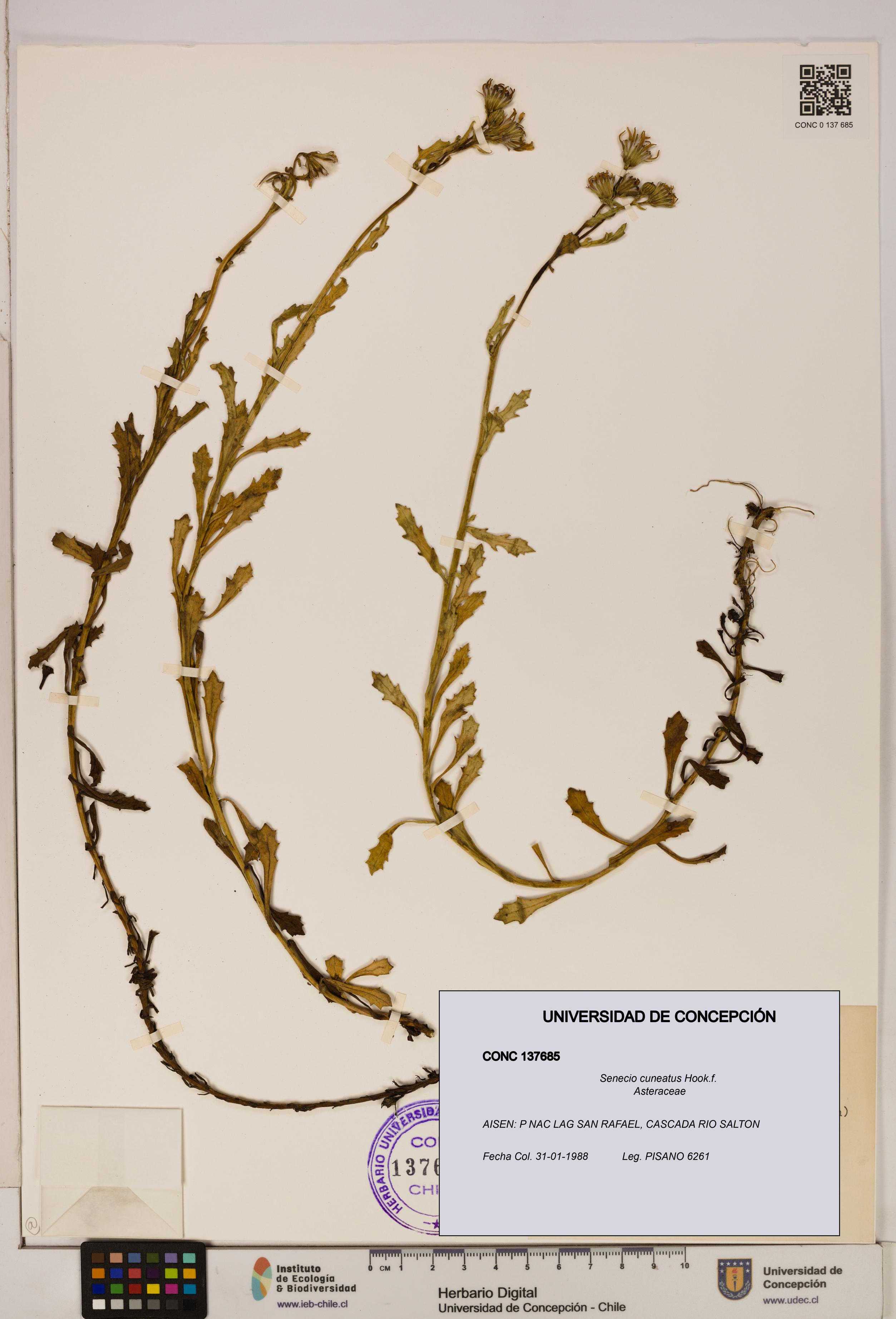 Senecio cuneatus [Espécimen: UDEC:CONC:0137685]