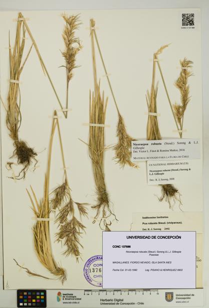 Nicoraepoa robusta [Espécimen: UDEC:CONC:0137686]