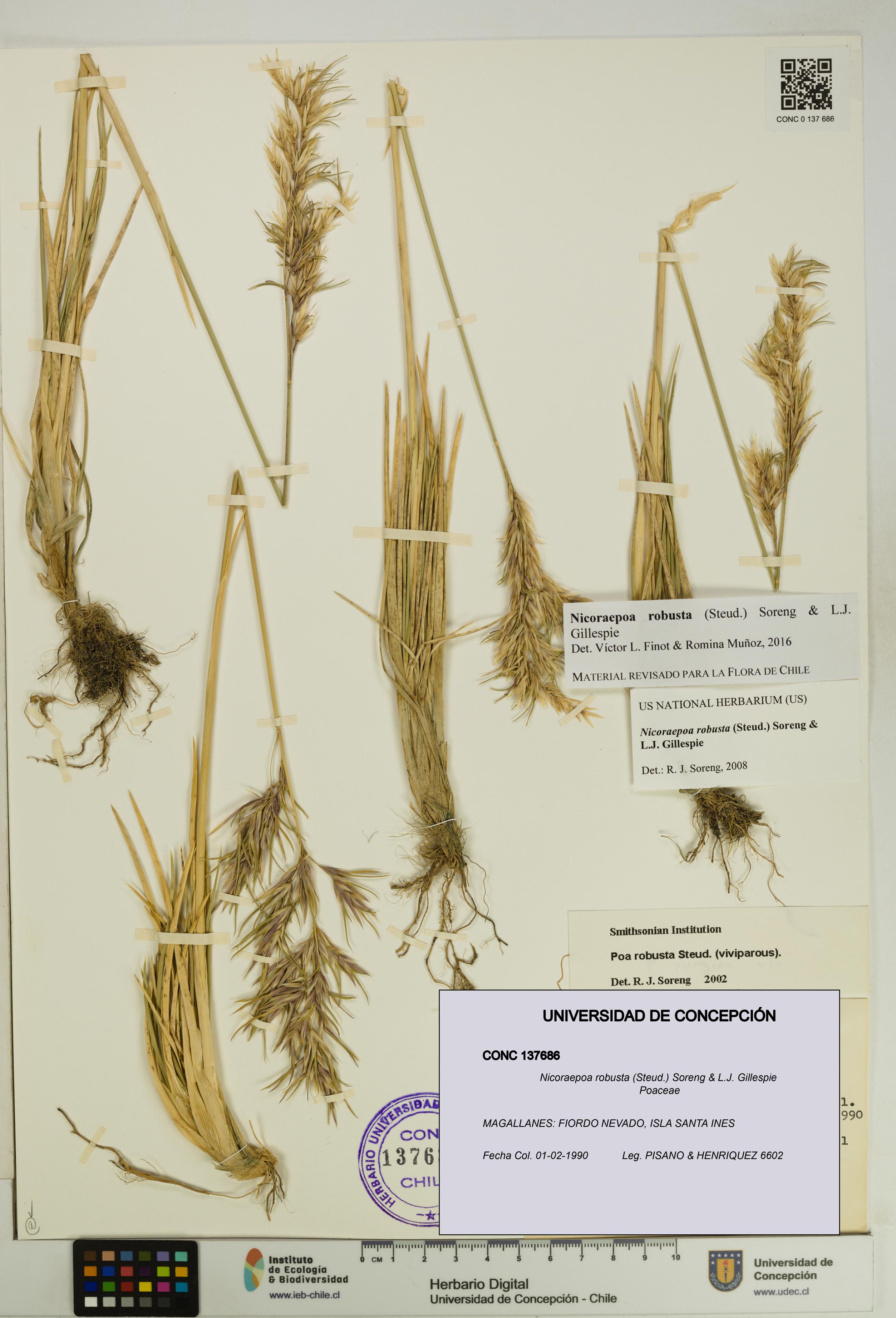 Nicoraepoa robusta [Espécimen: UDEC:CONC:0137686]