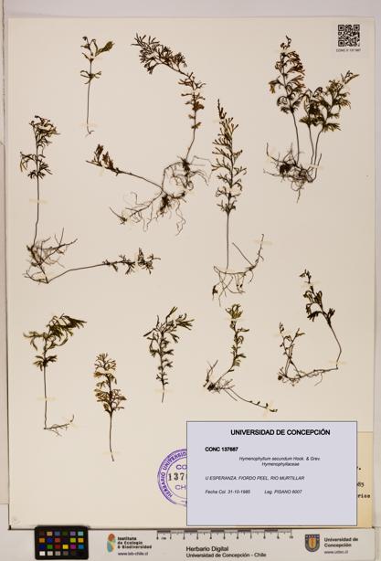 Hymenophyllum secundum [Espécimen: ]