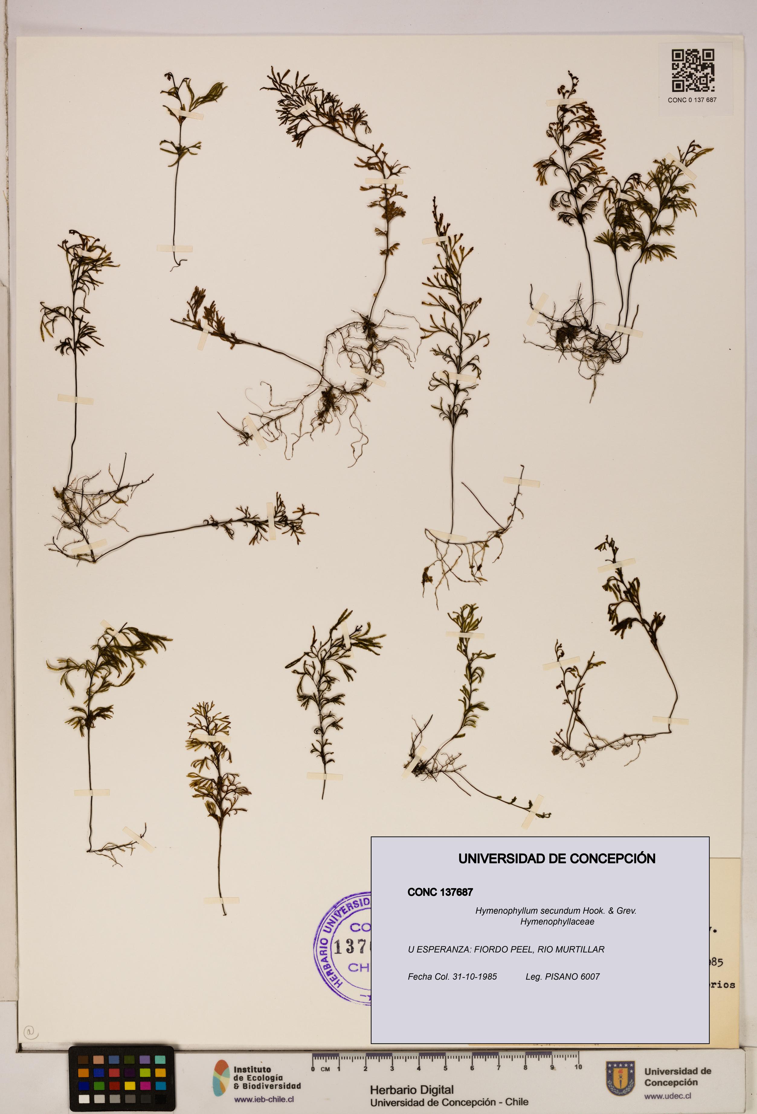 Hymenophyllum secundum [Espécimen: ]