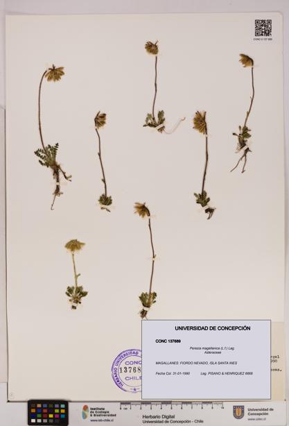 Perezia magellanica [Espécimen: UDEC:CONC:0137689]