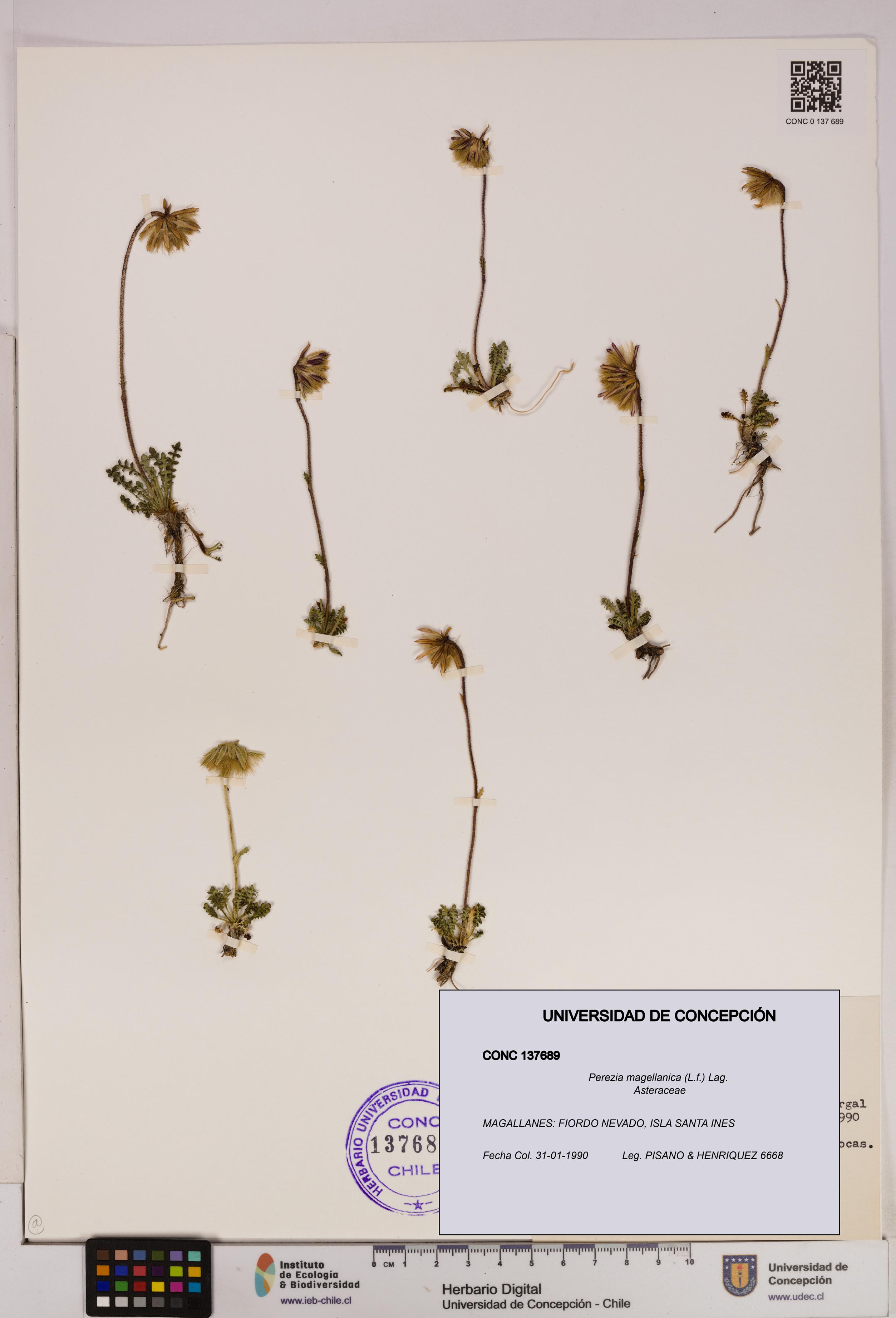 Perezia magellanica [Espécimen: UDEC:CONC:0137689]
