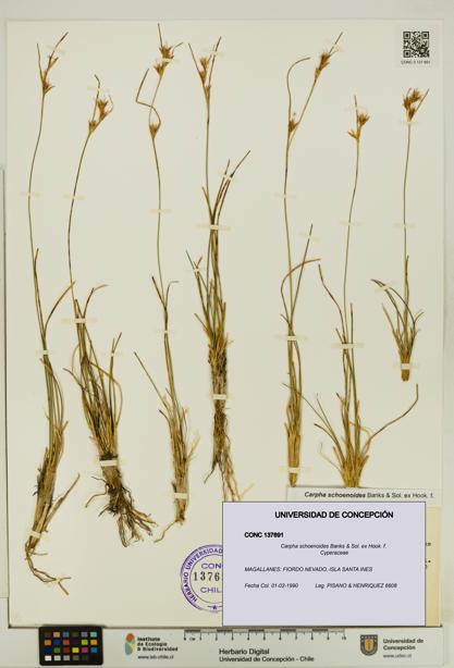 Carpha schoenoides [Espécimen: UDEC:CONC:0137691]
