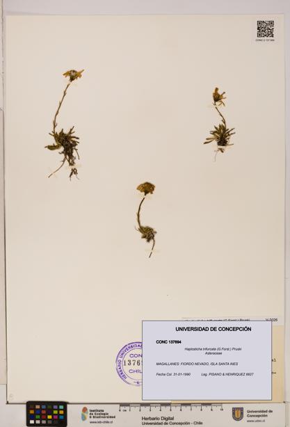 Haplosticha trifurcata [Espécimen: UDEC:CONC:0137694]