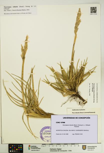 Nicoraepoa robusta [Espécimen: UDEC:CONC:0137696]