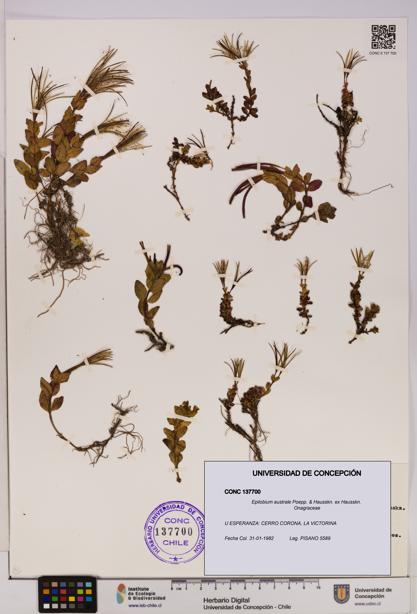 Epilobium australe [Espécimen: UDEC:CONC:0137700]