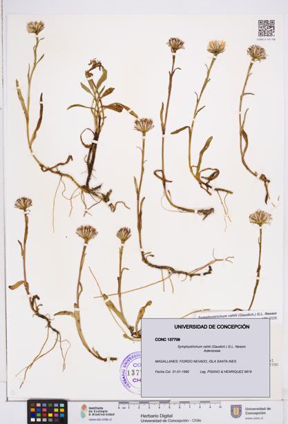 Symphyotrichum vahlii [Espécimen: ]