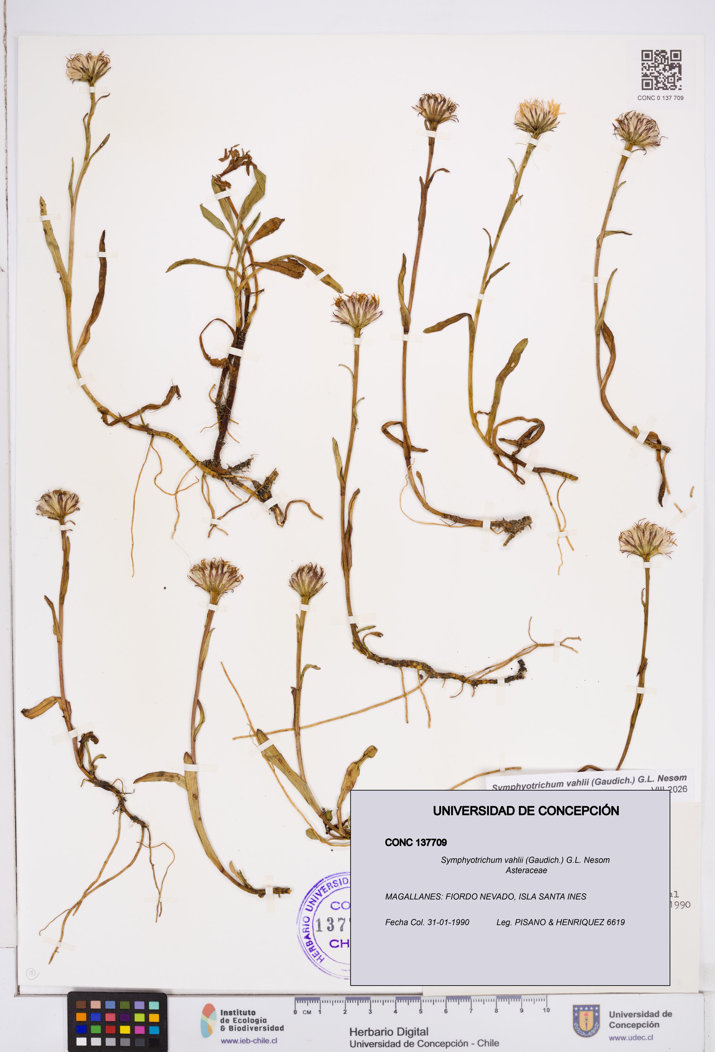 Symphyotrichum vahlii [Espécimen: ]