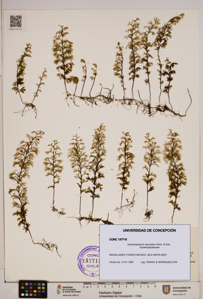 Hymenophyllum secundum [Espécimen: ]
