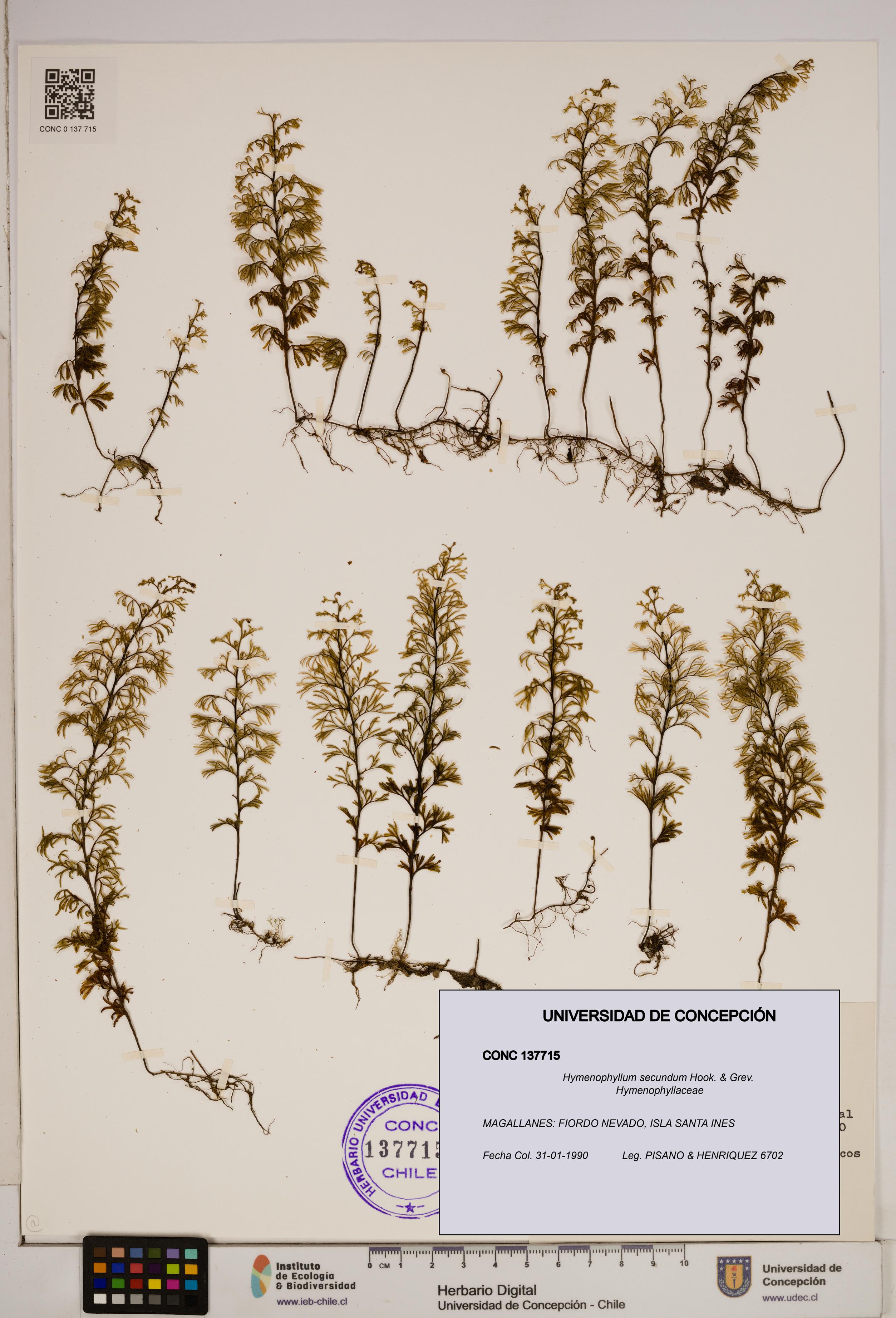 Hymenophyllum secundum [Espécimen: ]