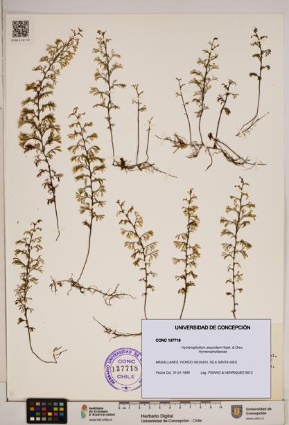 Hymenophyllum secundum [Espécimen: ]