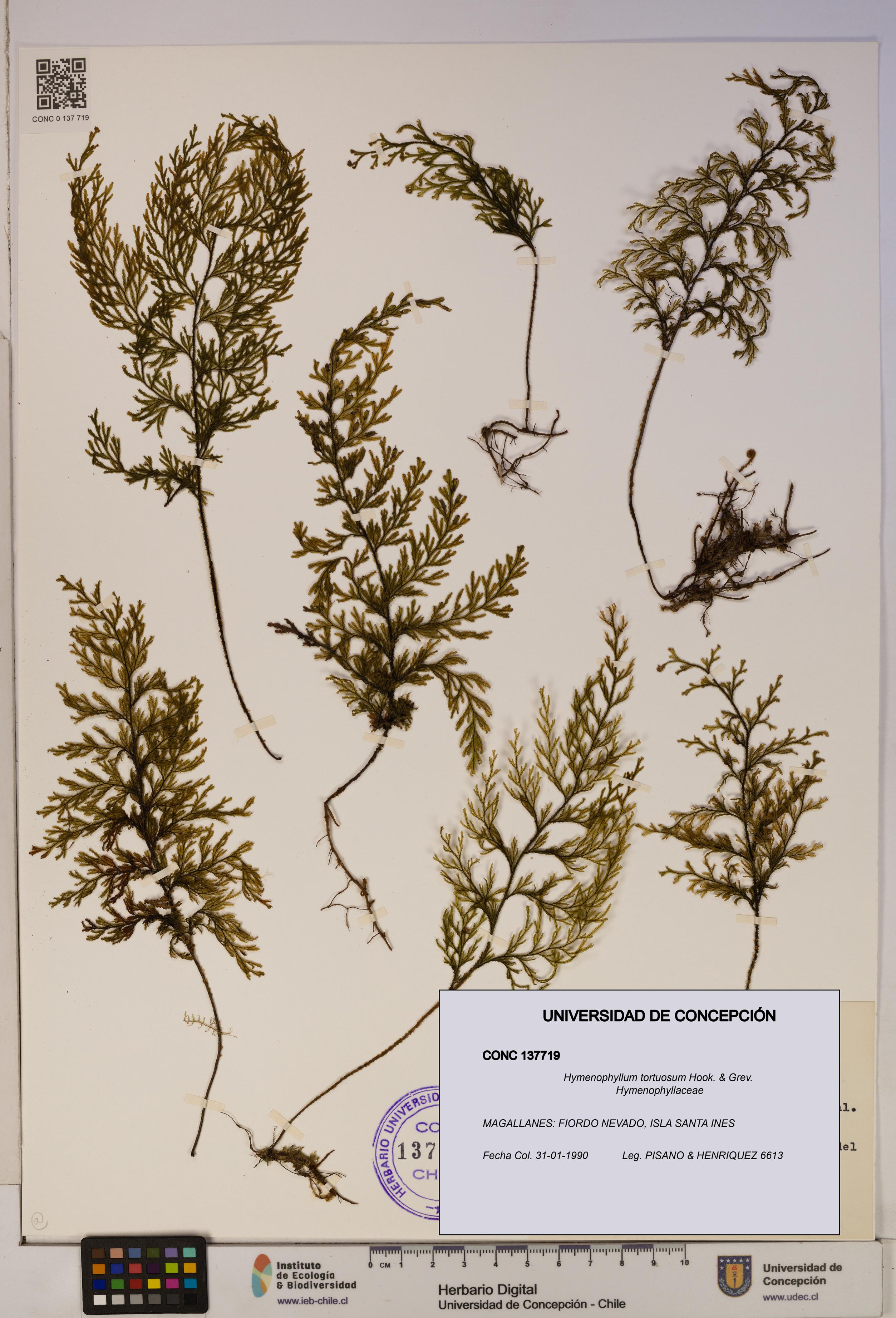 Hymenophyllum tortuosum [Espécimen: ]