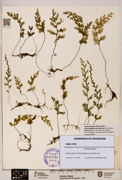 Hymenophyllum ferrugineum [Espécimen: UDEC:CONC:0137720]