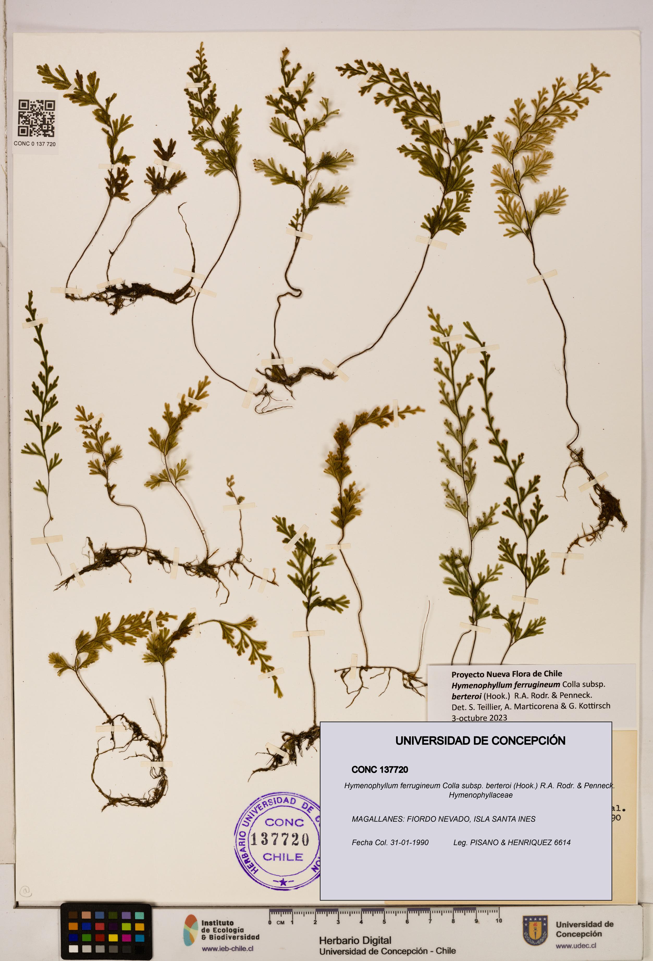 Hymenophyllum ferrugineum [Espécimen: UDEC:CONC:0137720]