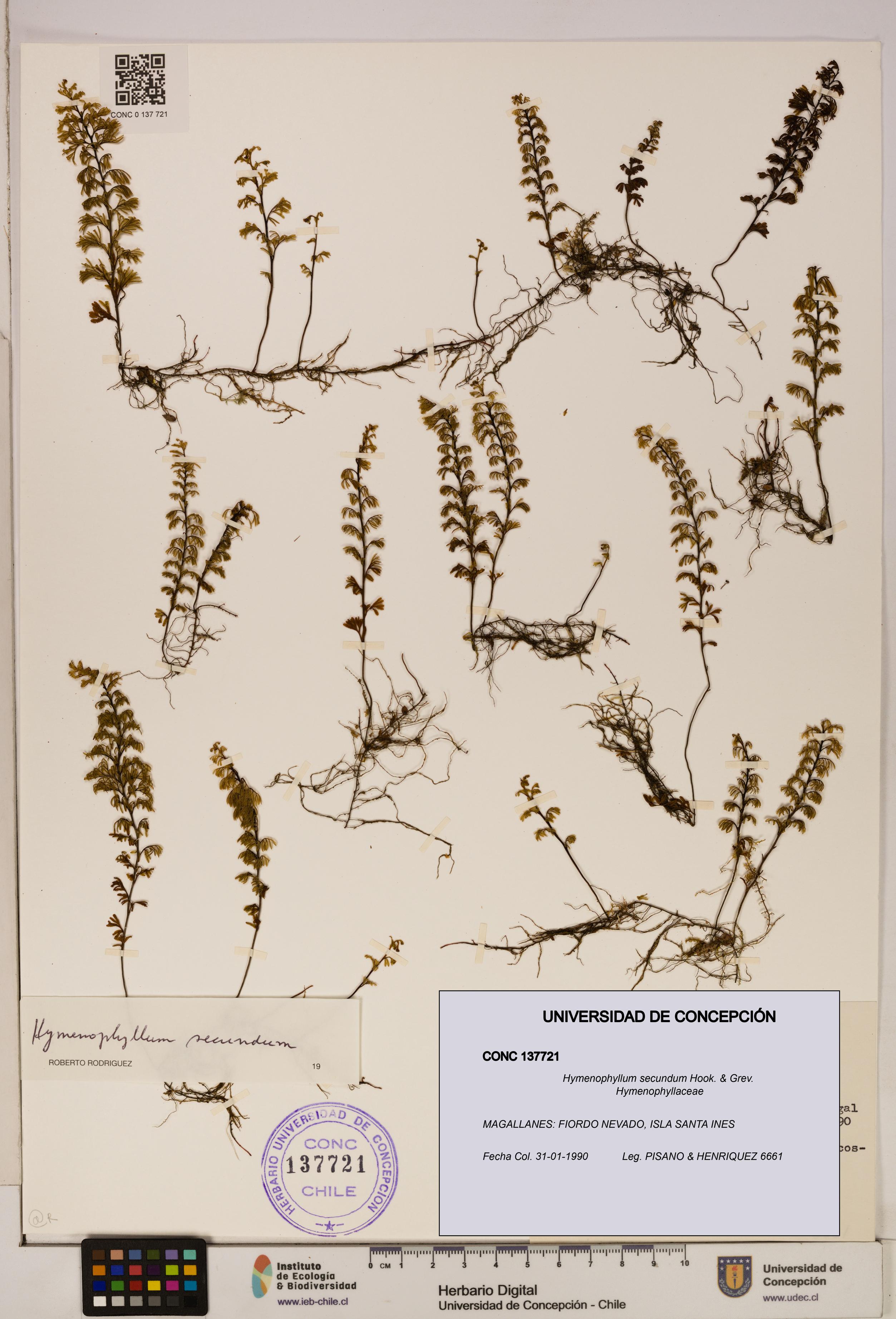 Hymenophyllum secundum [Espécimen: ]