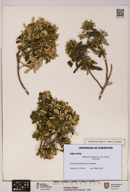Chiliotrichum diffusum [Espécimen: UDEC:CONC:0137723]