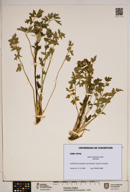 Apium prostratum [Espécimen: ]