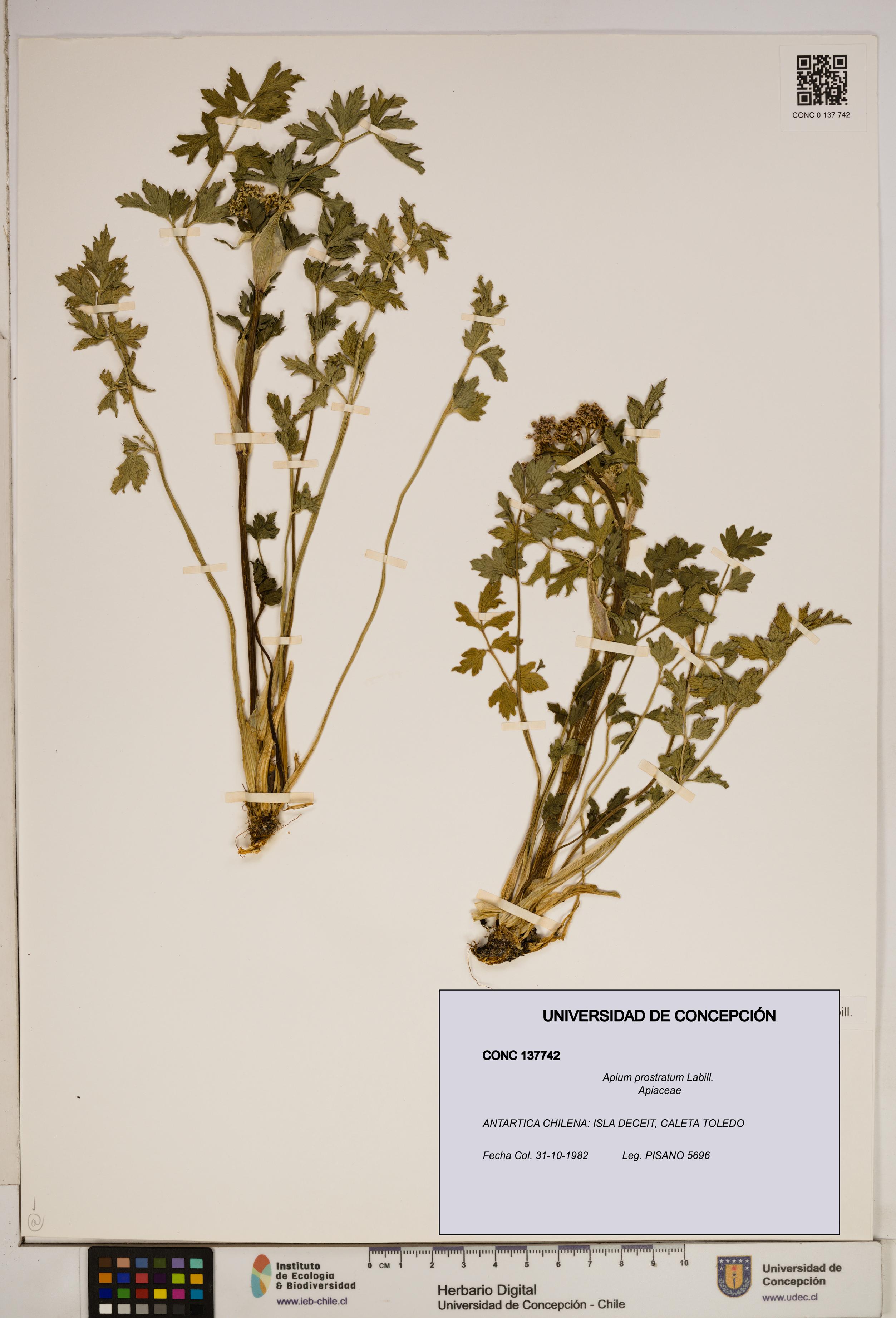 Apium prostratum [Espécimen: ]