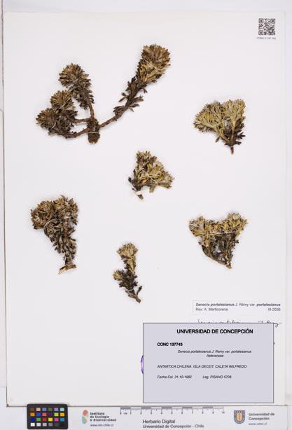 Senecio portalesianus var. portalesianus [Espécimen: ]