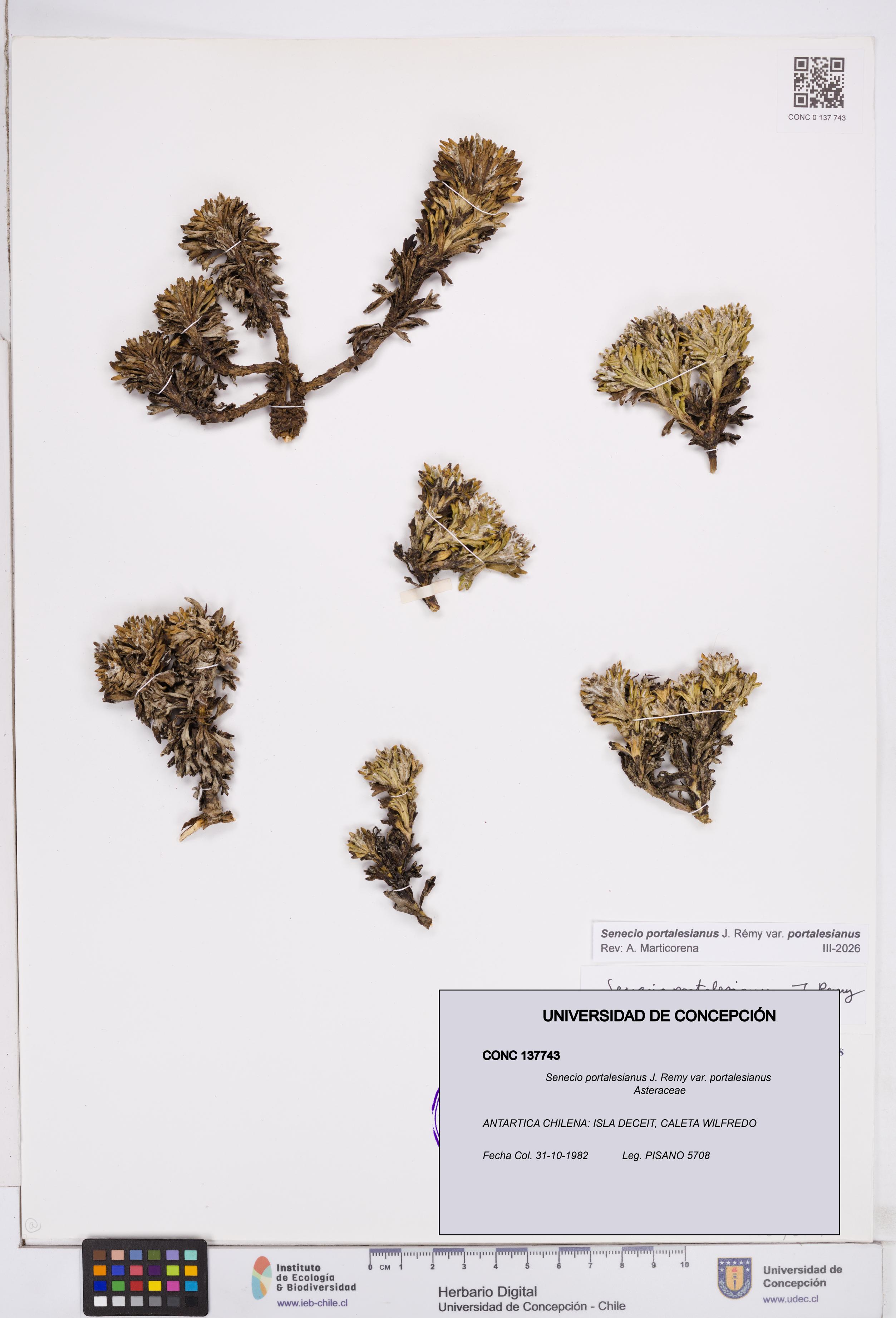 Senecio portalesianus var. portalesianus [Espécimen: ]