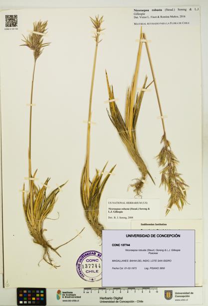 Nicoraepoa robusta [Espécimen: UDEC:CONC:0137744]
