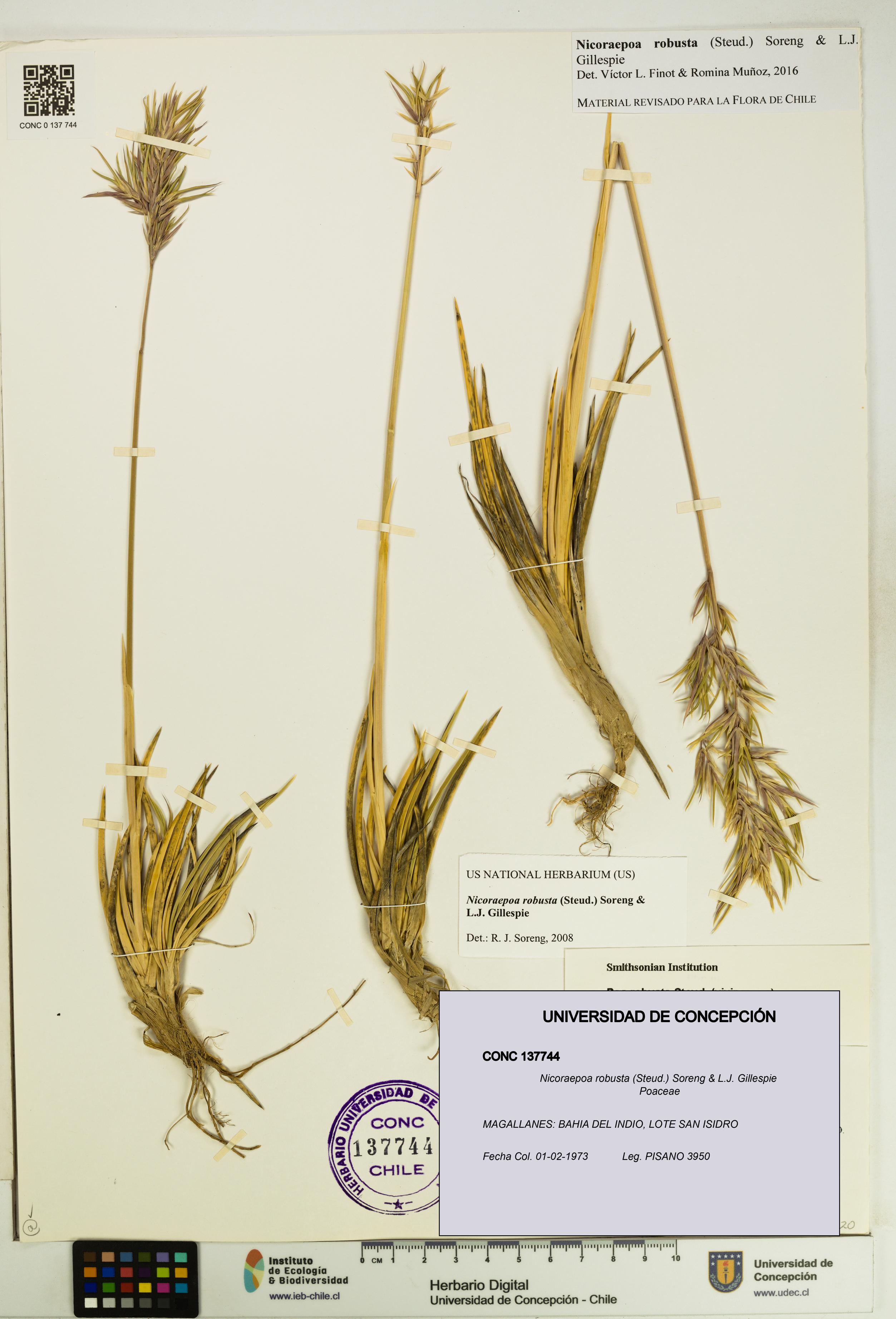 Nicoraepoa robusta [Espécimen: UDEC:CONC:0137744]