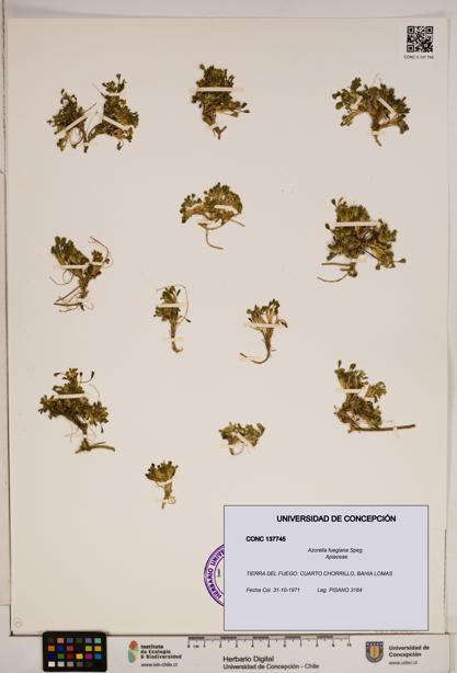 Azorella fuegiana [Espécimen: ]