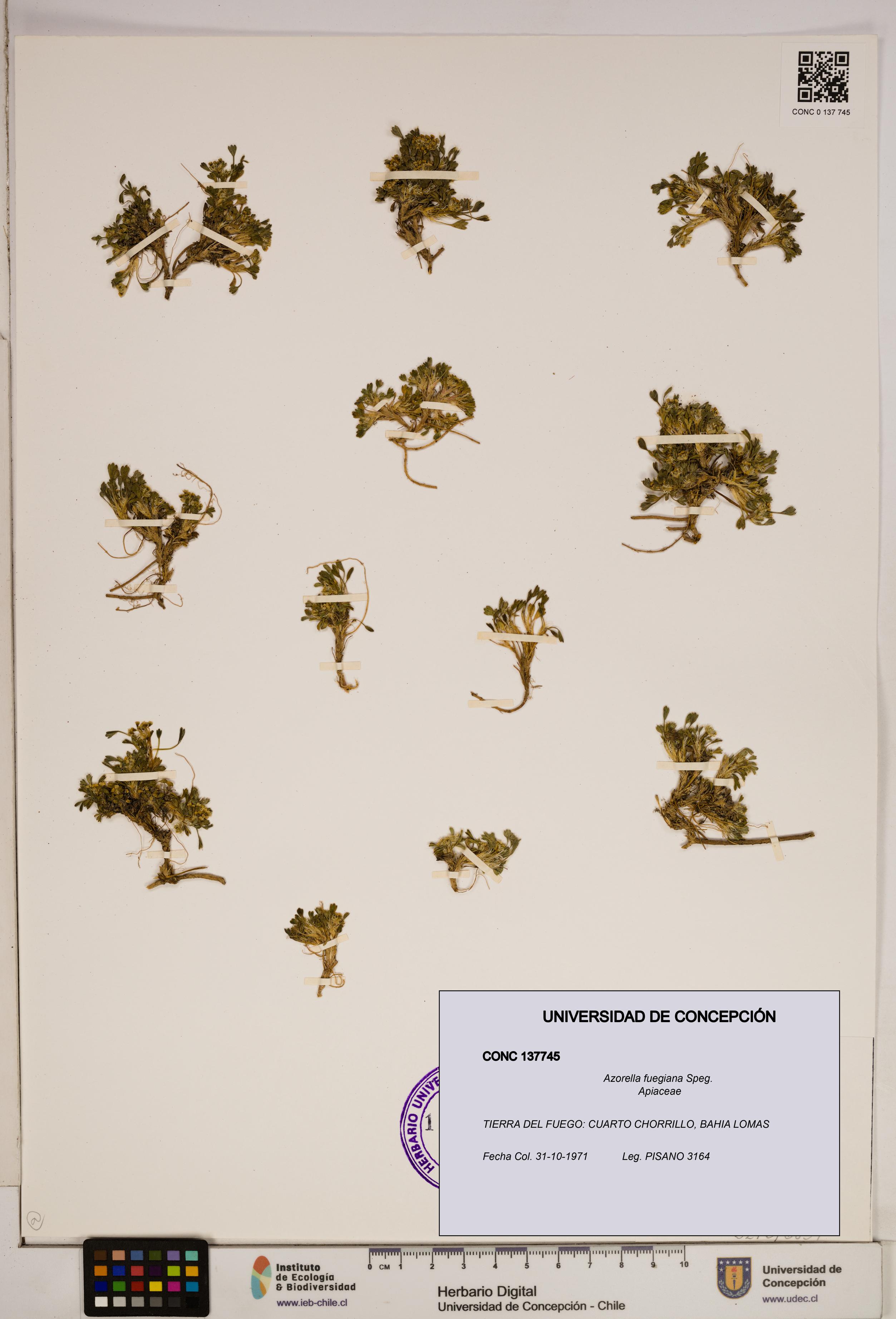 Azorella fuegiana [Espécimen: ]