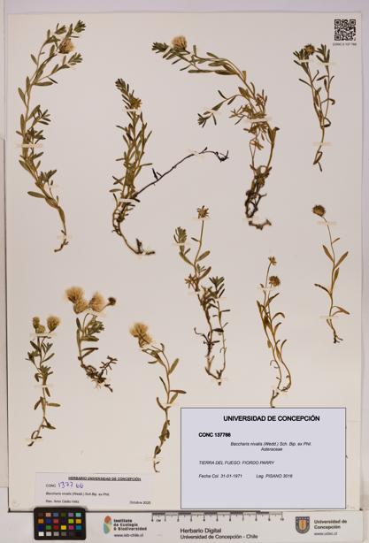 Baccharis nivalis [Espécimen: UDEC:CONC:0137766]