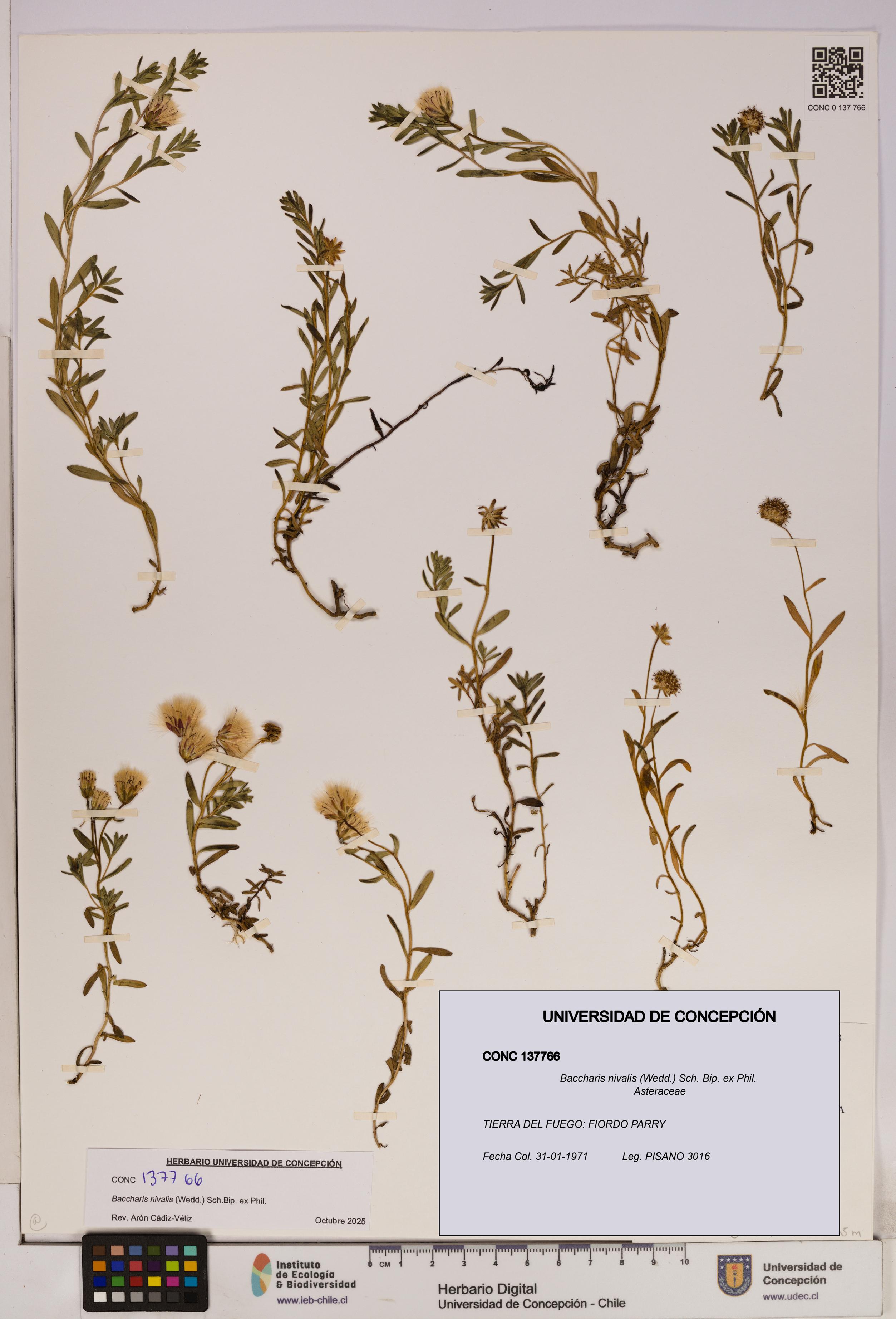 Baccharis nivalis [Espécimen: UDEC:CONC:0137766]