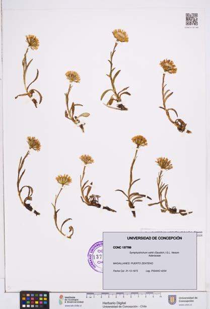 Symphyotrichum vahlii [Espécimen: ]