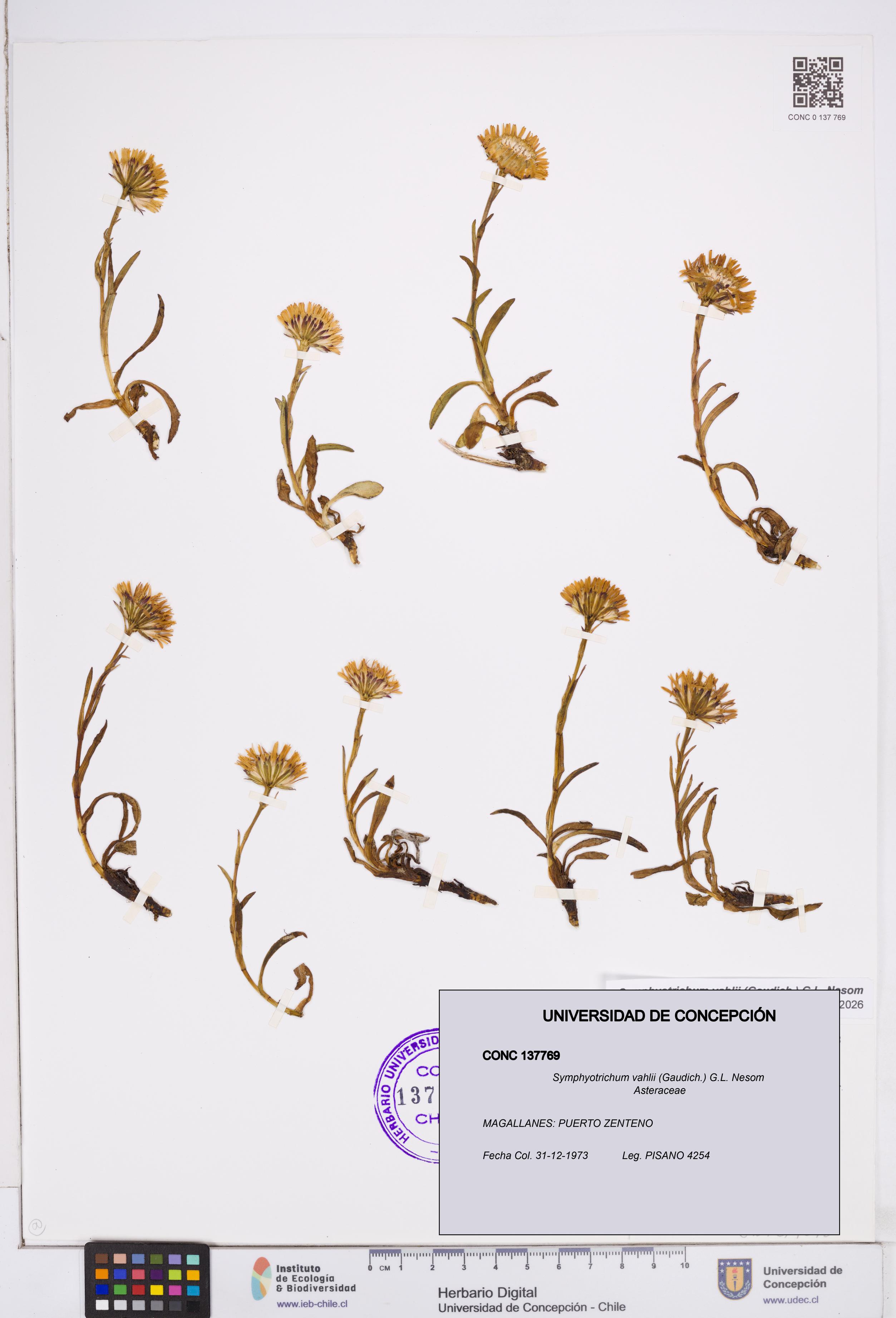 Symphyotrichum vahlii [Espécimen: ]
