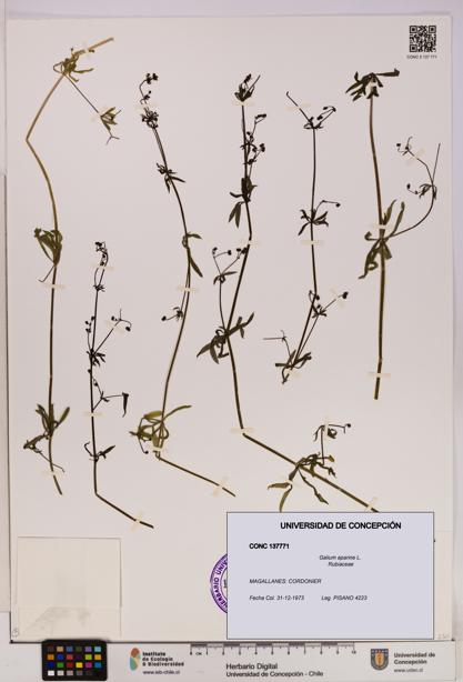 Galium aparine [Espécimen: UDEC:CONC:0137771]