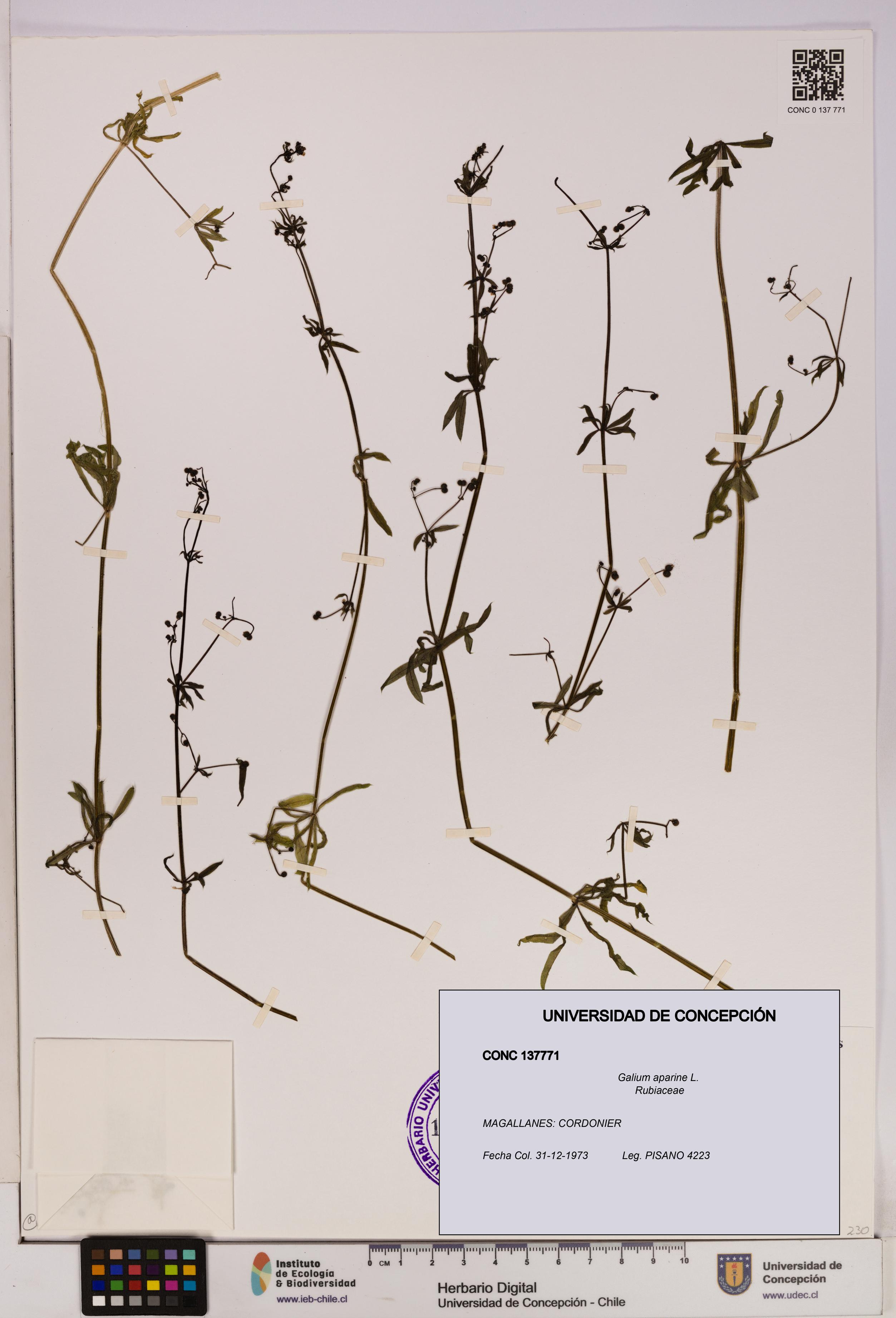 Galium aparine [Espécimen: UDEC:CONC:0137771]