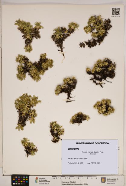 Azorella trifurcata [Espécimen: ]
