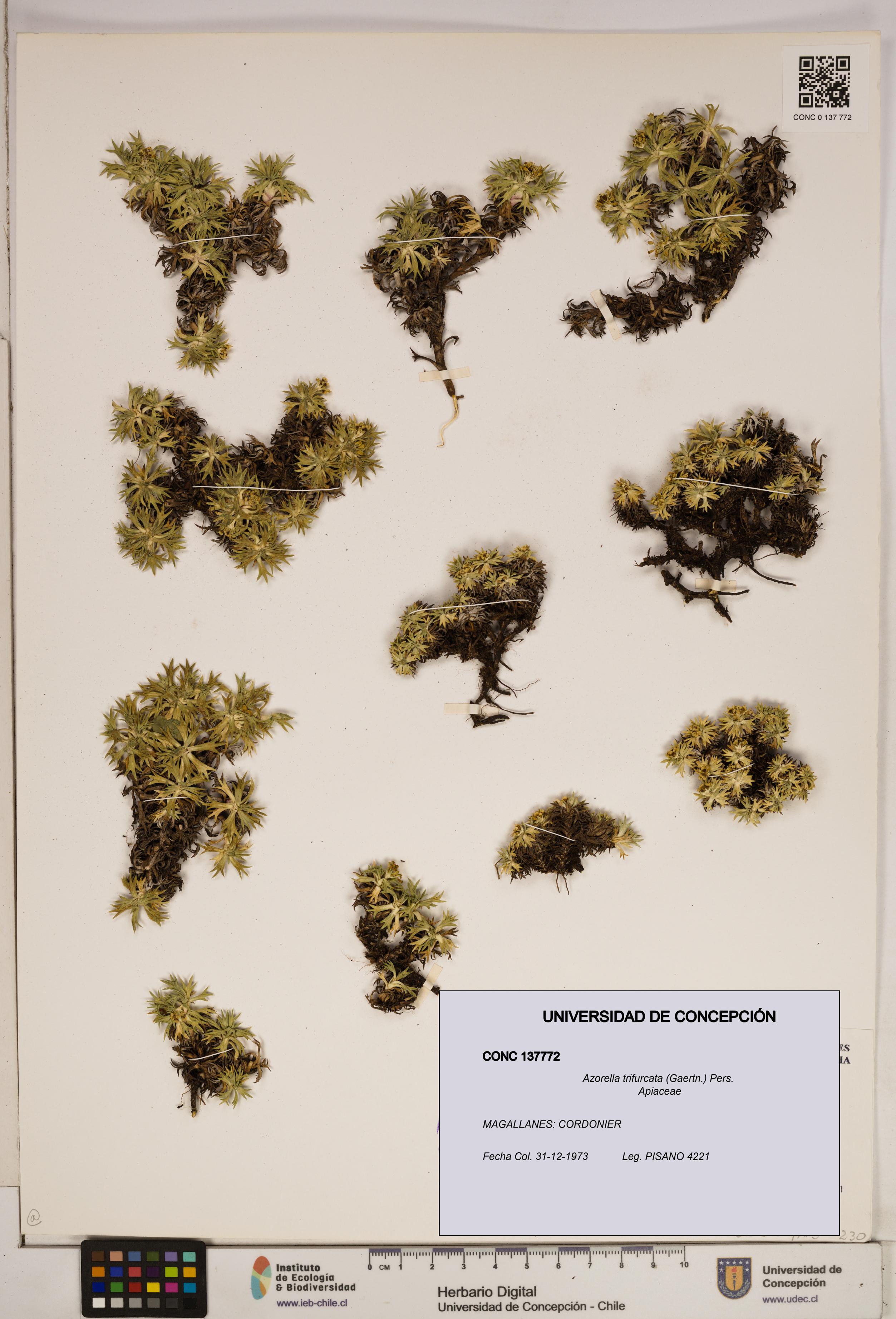 Azorella trifurcata [Espécimen: ]
