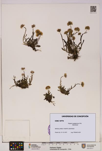 Erigeron patagonicus [Espécimen: UDEC:CONC:0137774]