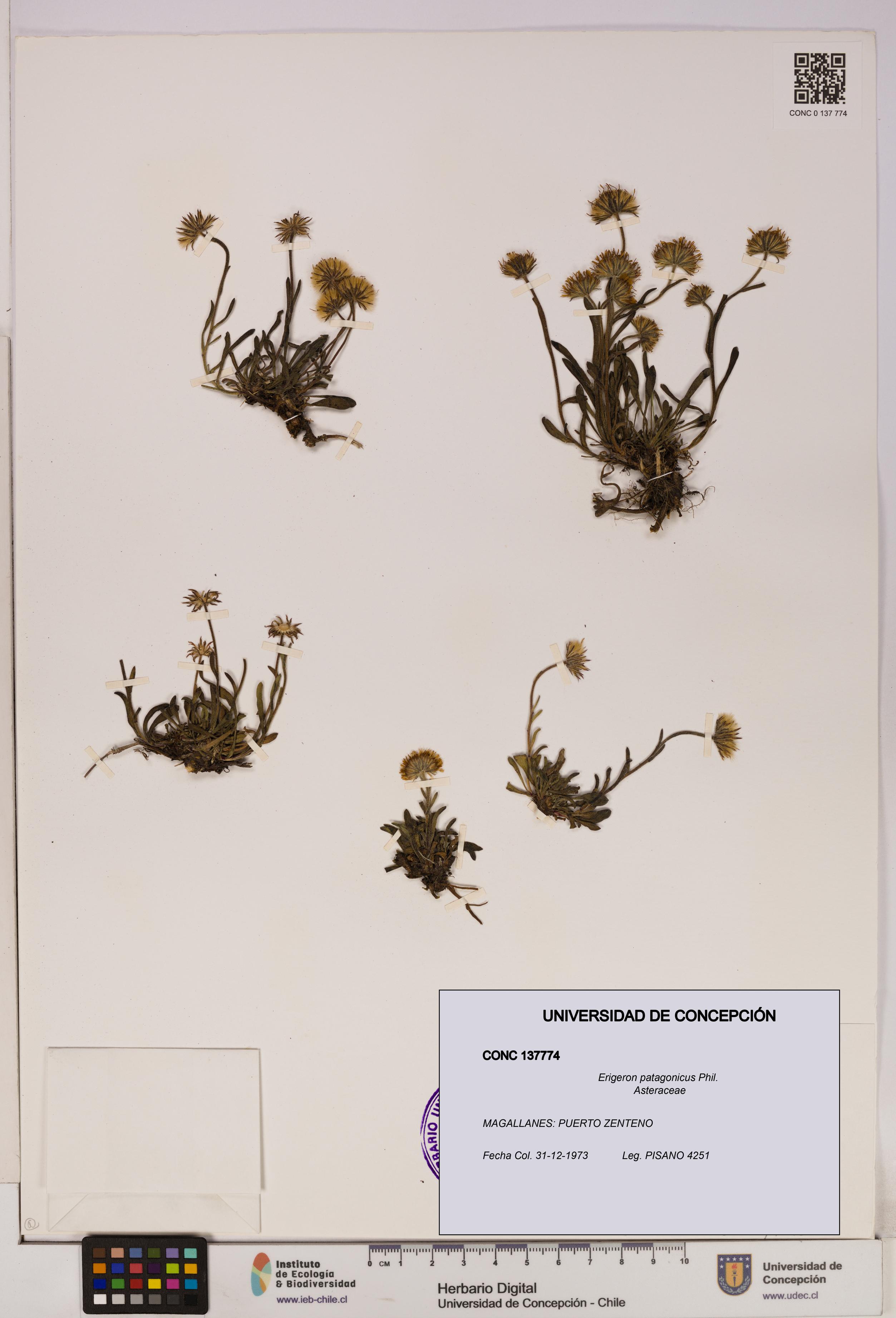 Erigeron patagonicus [Espécimen: UDEC:CONC:0137774]