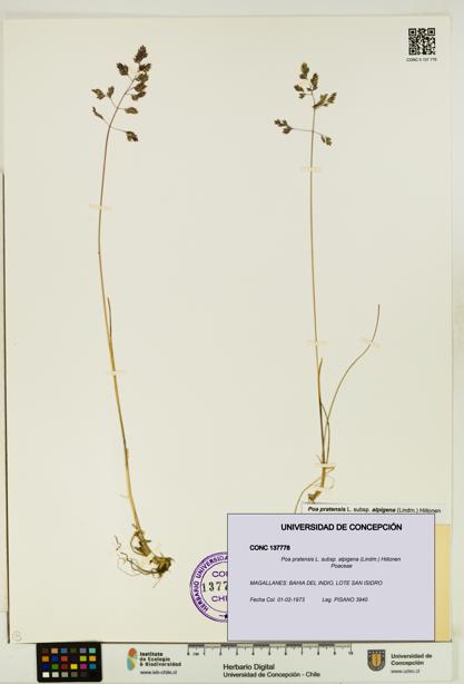 Poa pratensis [Espécimen: UDEC:CONC:0137778]