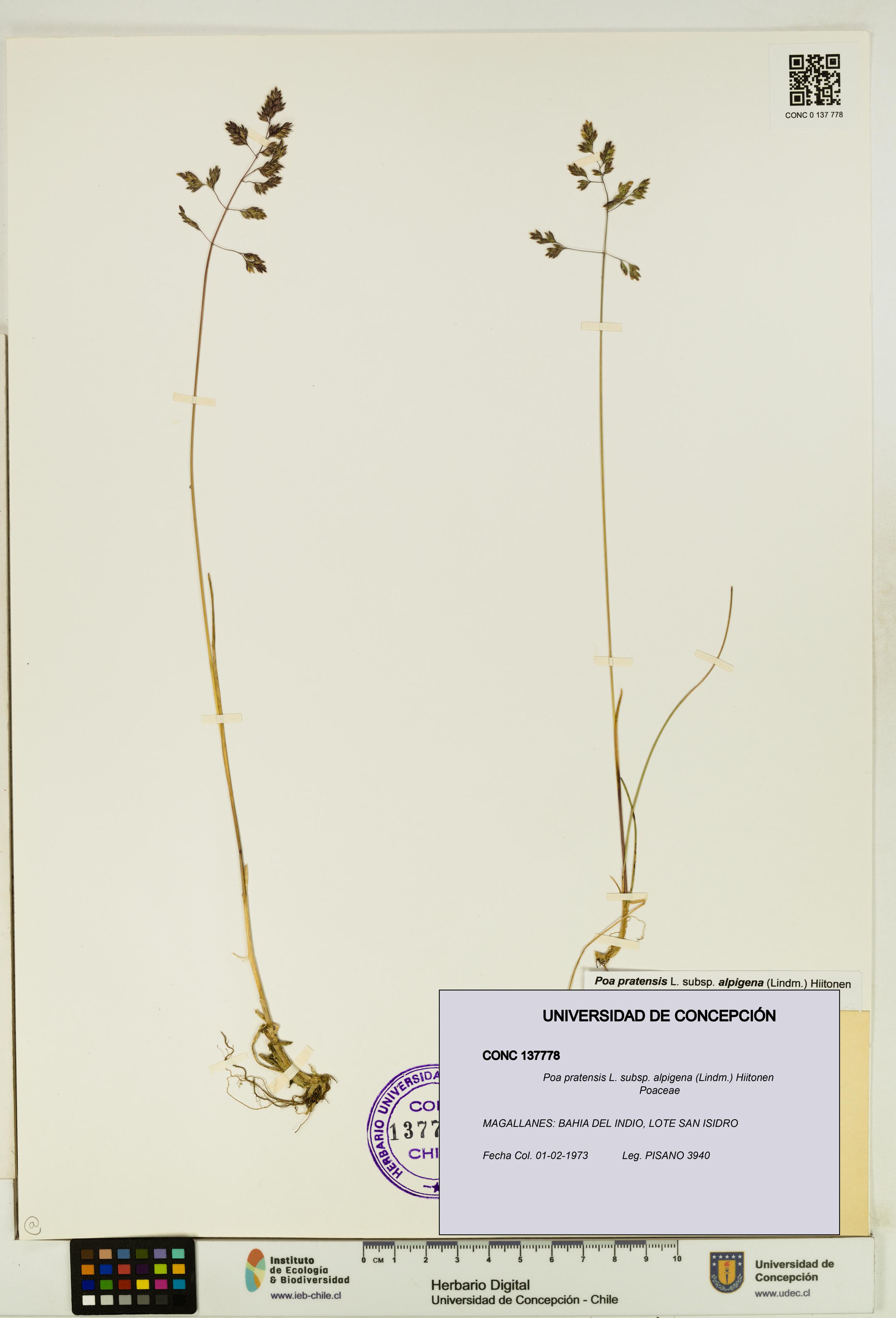 Poa pratensis [Espécimen: UDEC:CONC:0137778]