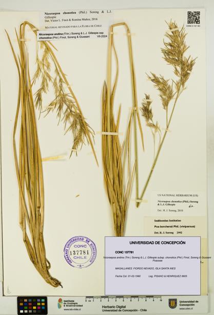 Nicoraepoa andina subsp. chonotica [Espécimen: UDEC:CONC:0137781]