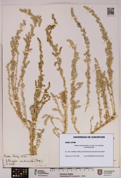 Atriplex imbricata [Espécimen: UDEC:CONC:0137788]