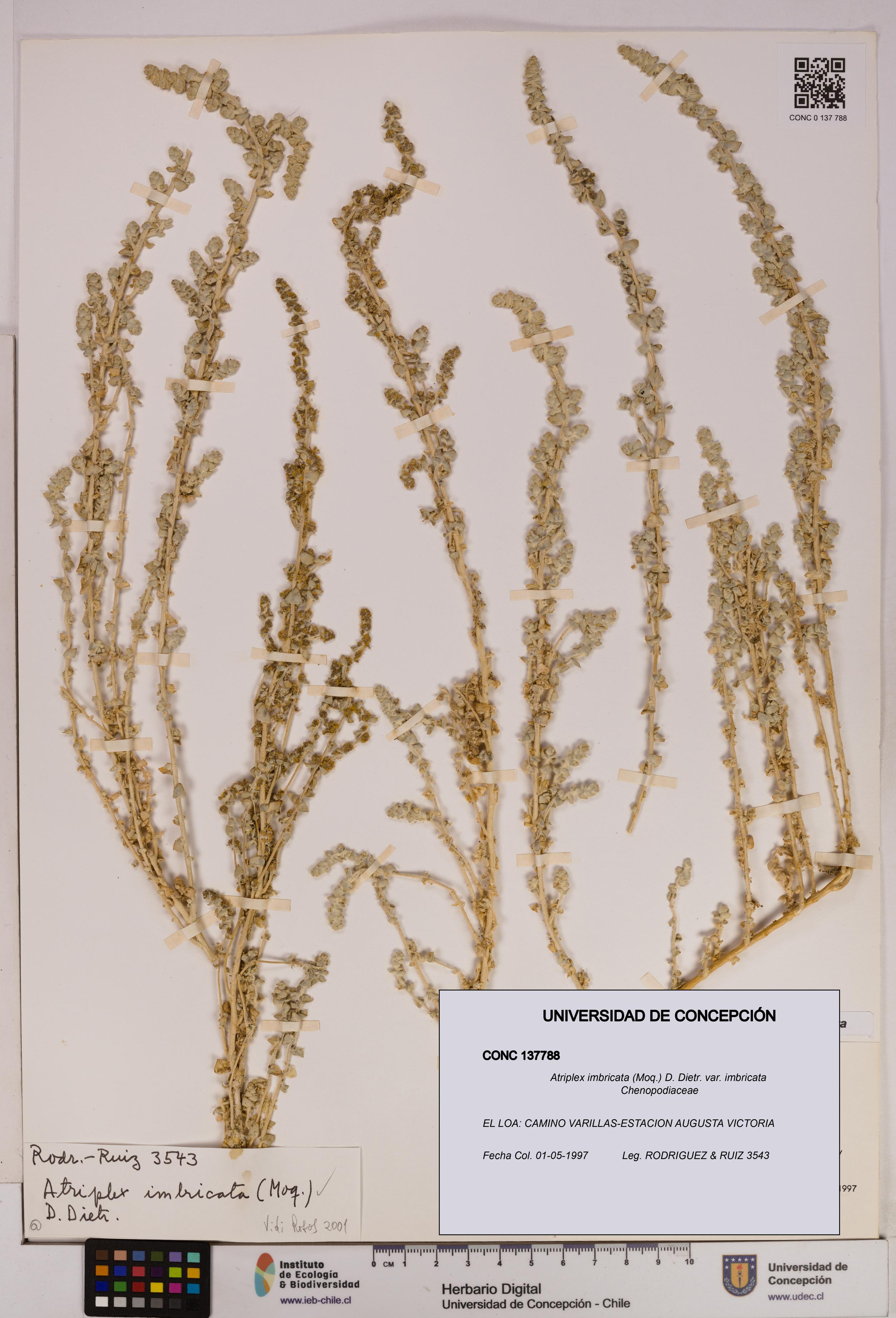Atriplex imbricata [Espécimen: UDEC:CONC:0137788]