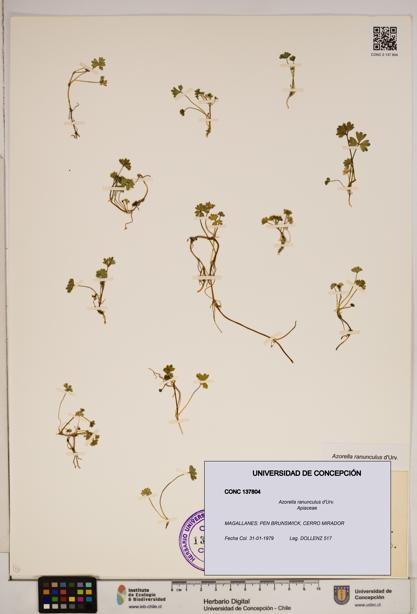 Azorella ranunculus [Espécimen: ]