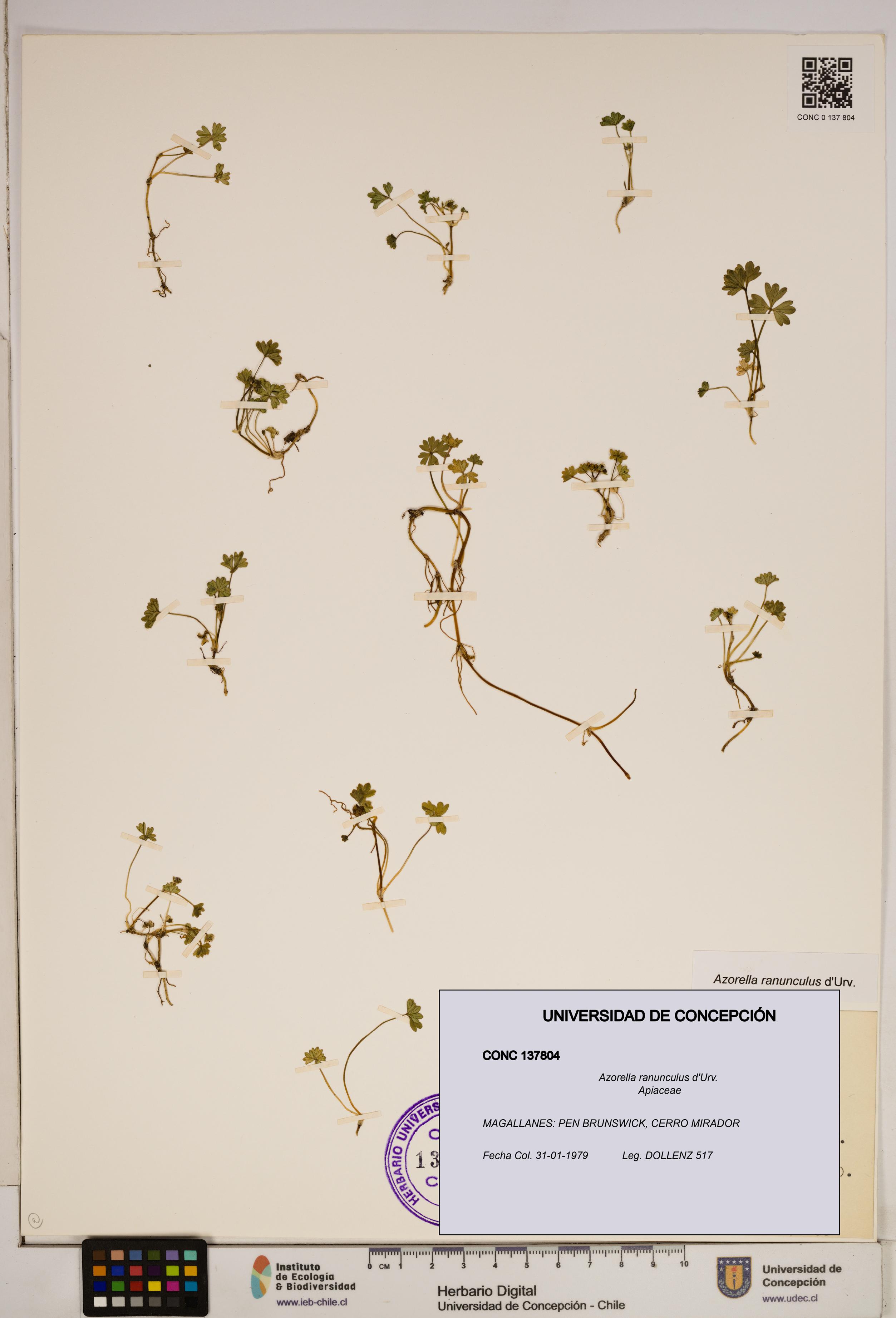 Azorella ranunculus [Espécimen: ]