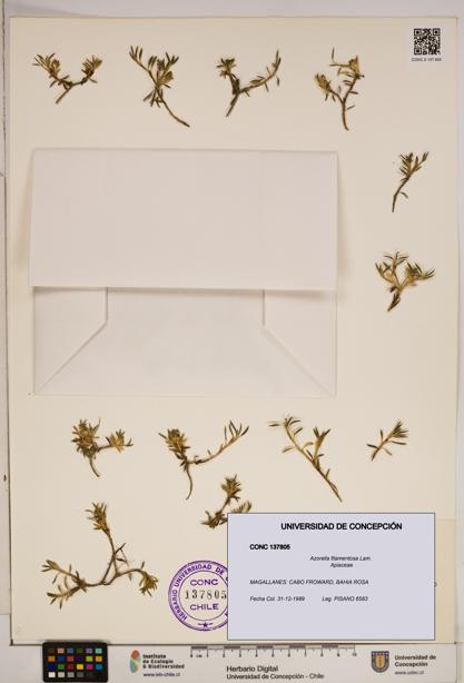 Azorella filamentosa [Espécimen: ]
